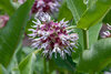 Purple and white flower cluster with spiky petals, surrounded by green leaves.