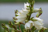 White blossoms on green stems, surrounded by buds, with blurred background.
