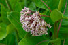 Cluster of pale pink flowers with green leaves in a natural setting.