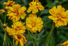 Bright yellow flowers with ruffled petals and green stems against a blurred leafy background.
