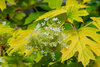 Cluster of white hydrangea flowers amid vibrant green and yellow leaves.