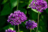 Purple allium flowers with star-shaped petals against a blurred green leafy background.