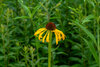 Yellow coneflower with drooping petals in lush green vegetation.