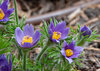Purple pasque flowers with yellow centers bloom among green foliage and soil.