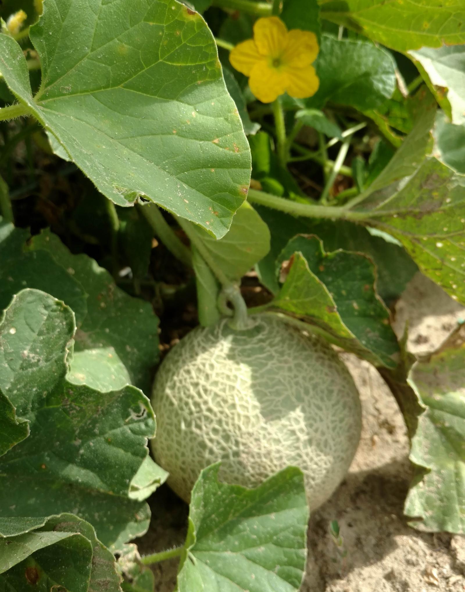 A cantaloupe on the vine